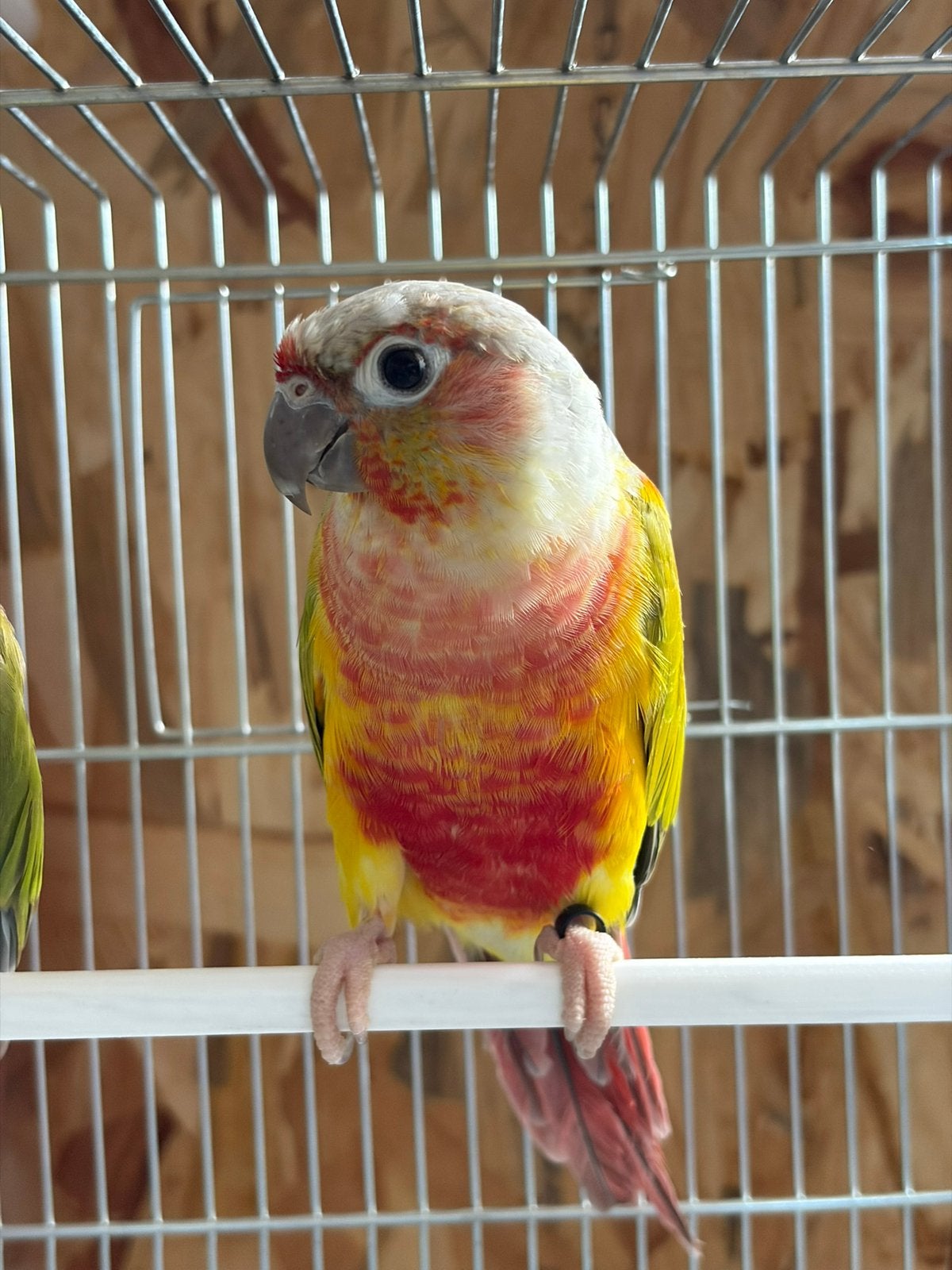Pyrrhura molinae koppel, Dieren en Toebehoren, Mannelijk, Papegaai