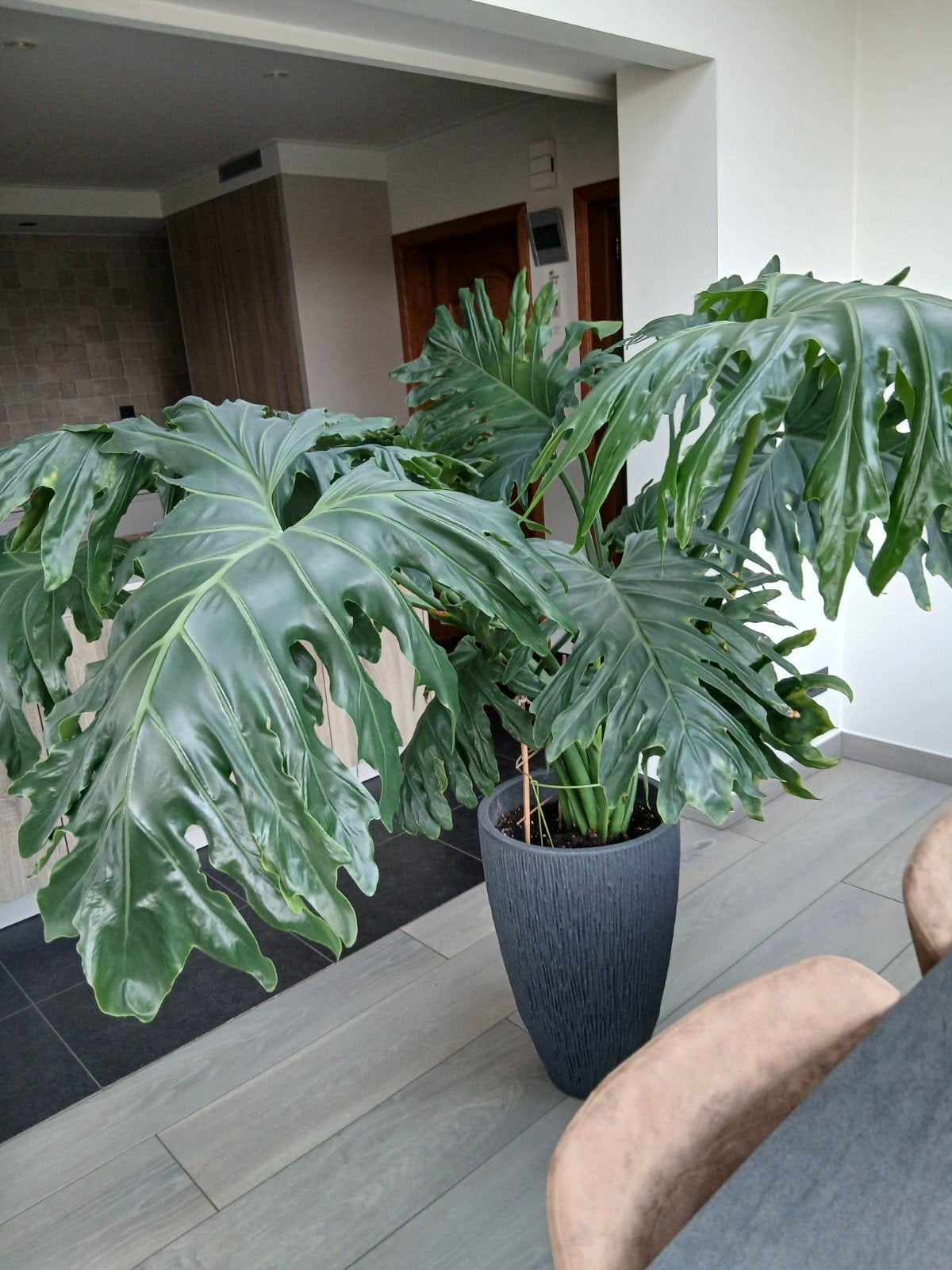 philodendron, kamerplant, Groene kamerplant, Ophalen, Halfschaduw, 100 tot 150 cm