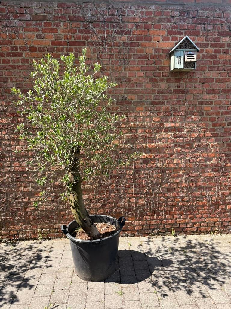 Olijfbomen uit de Spaanse Pyreneeën (Olea europaea), Tuin en Terras, Planten | Struiken en Hagen, Ophalen