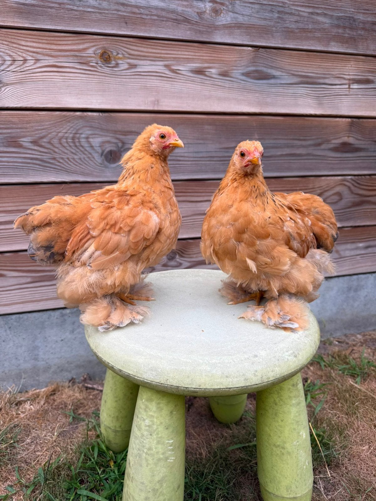 cochin kuikens - hennen, Dieren en Toebehoren, Pluimvee, Vrouwelijk