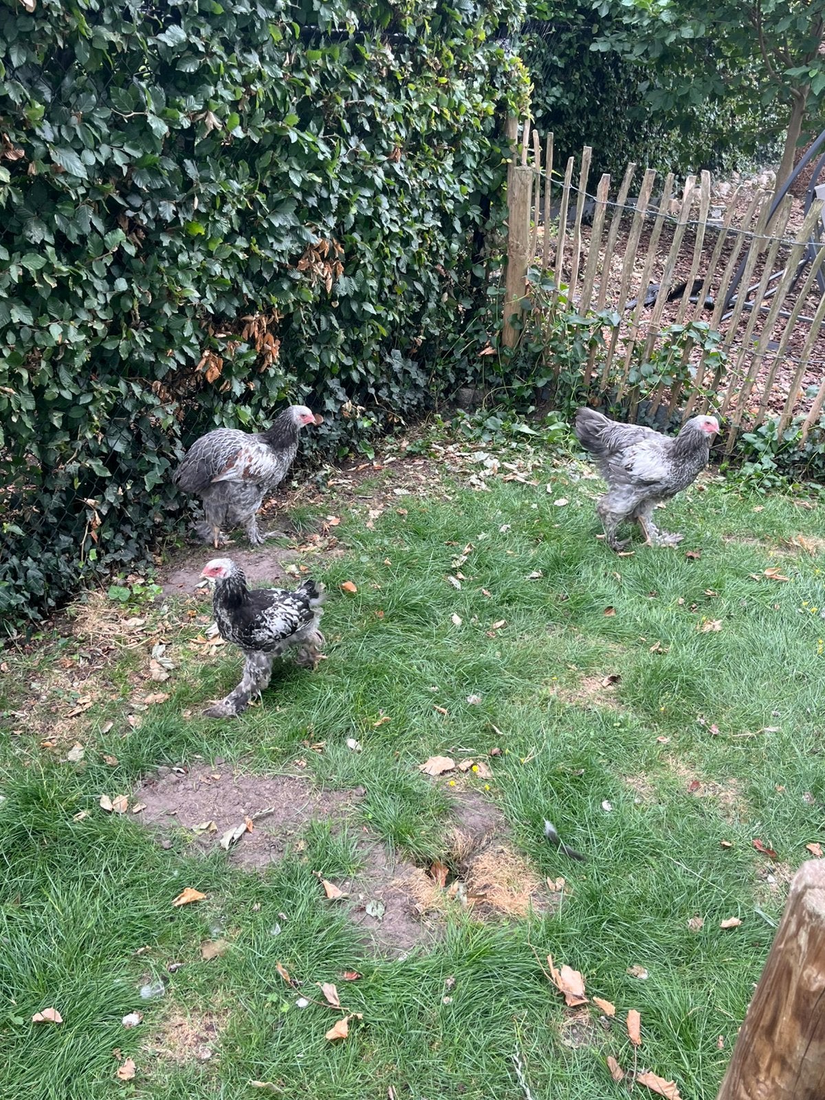 Brahma zilverpatrijs, Animaux & Accessoires, Volatiles, Mâle, Poule ou poulet