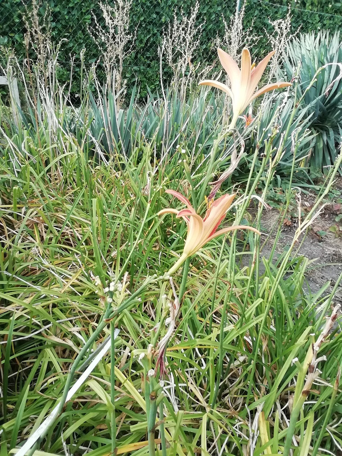 planten gratis, Tuin en Terras, Ophalen