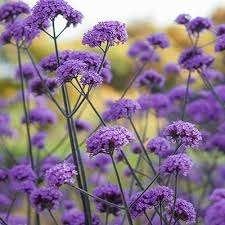 Verbena Bonriensis, Enlèvement