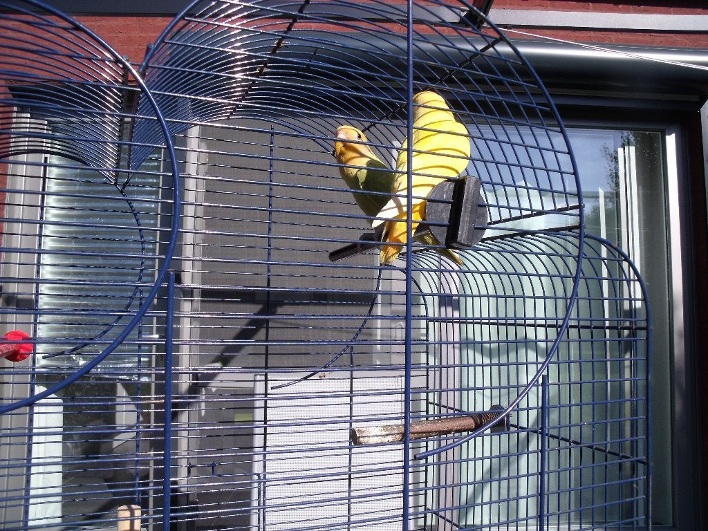 agapornissen, Animaux & Accessoires, Oiseaux | Perruches & Perroquets
