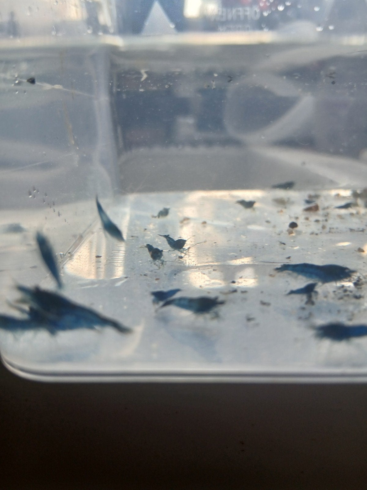 Blue Dream Neocardina jonge garnalen, Animaux & Accessoires, Homard, Crabe ou Crevette, Poisson d'eau douce, Banc de poissons