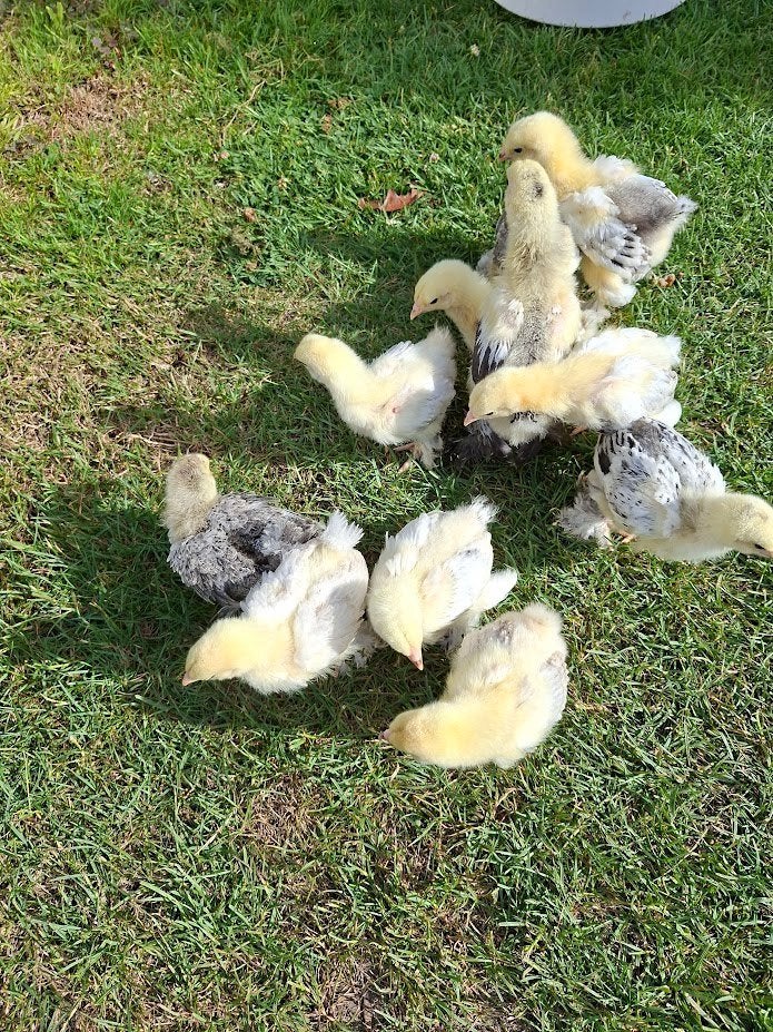 Brahma Columbia Chicks blanc noir, Sexe inconnu, Poule ou poulet
