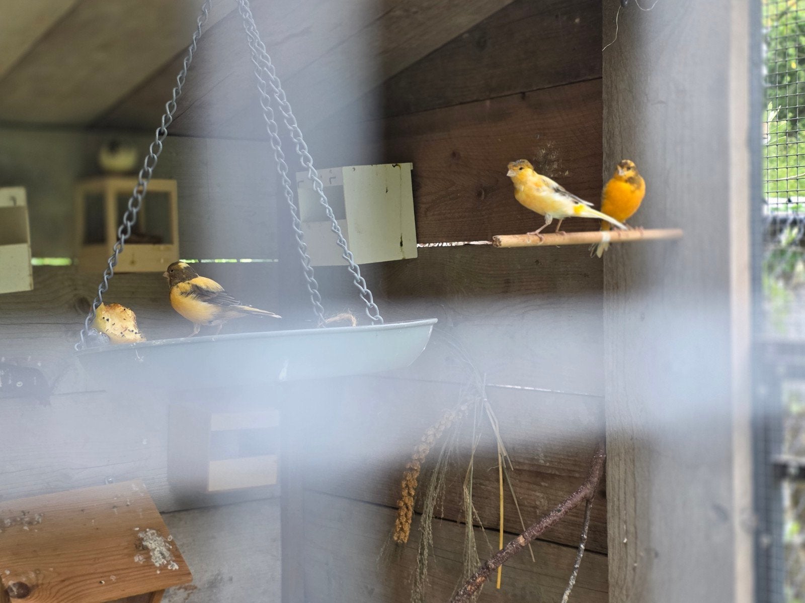 MOOIE KANARIES TE KOOP!, Dieren en Toebehoren