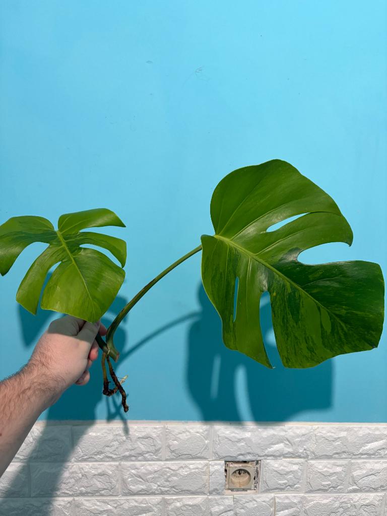 Monstera Green on Green, Maison & Meubles, Plantes d'intérieur, Autres espèces, En pot, Envoi, Plante verte