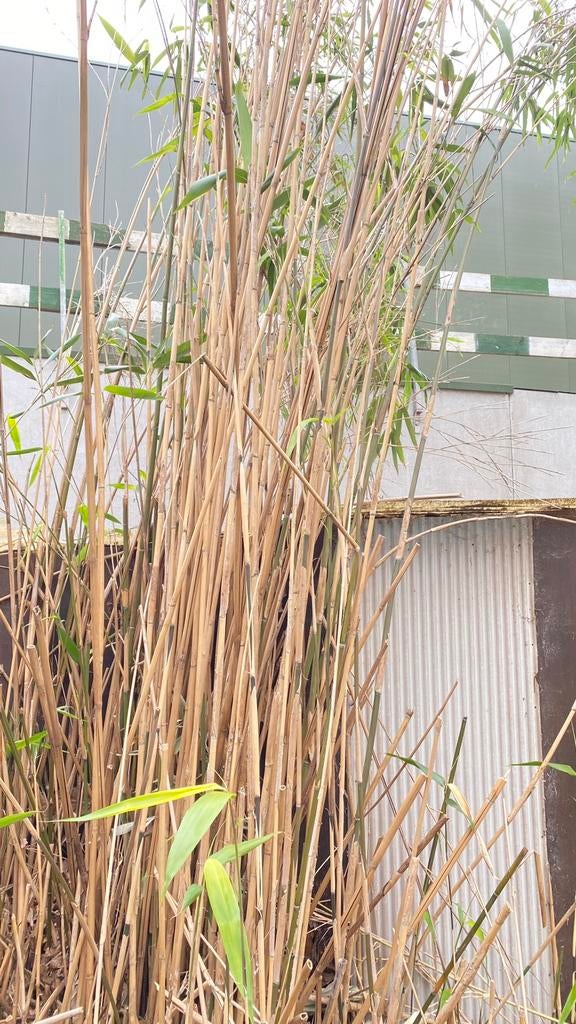GRATIS bamboe stokken (eventueel met wortels), Tuin en Terras, Planten | Tuinplanten, Ophalen, Vaste plant, Overige soorten