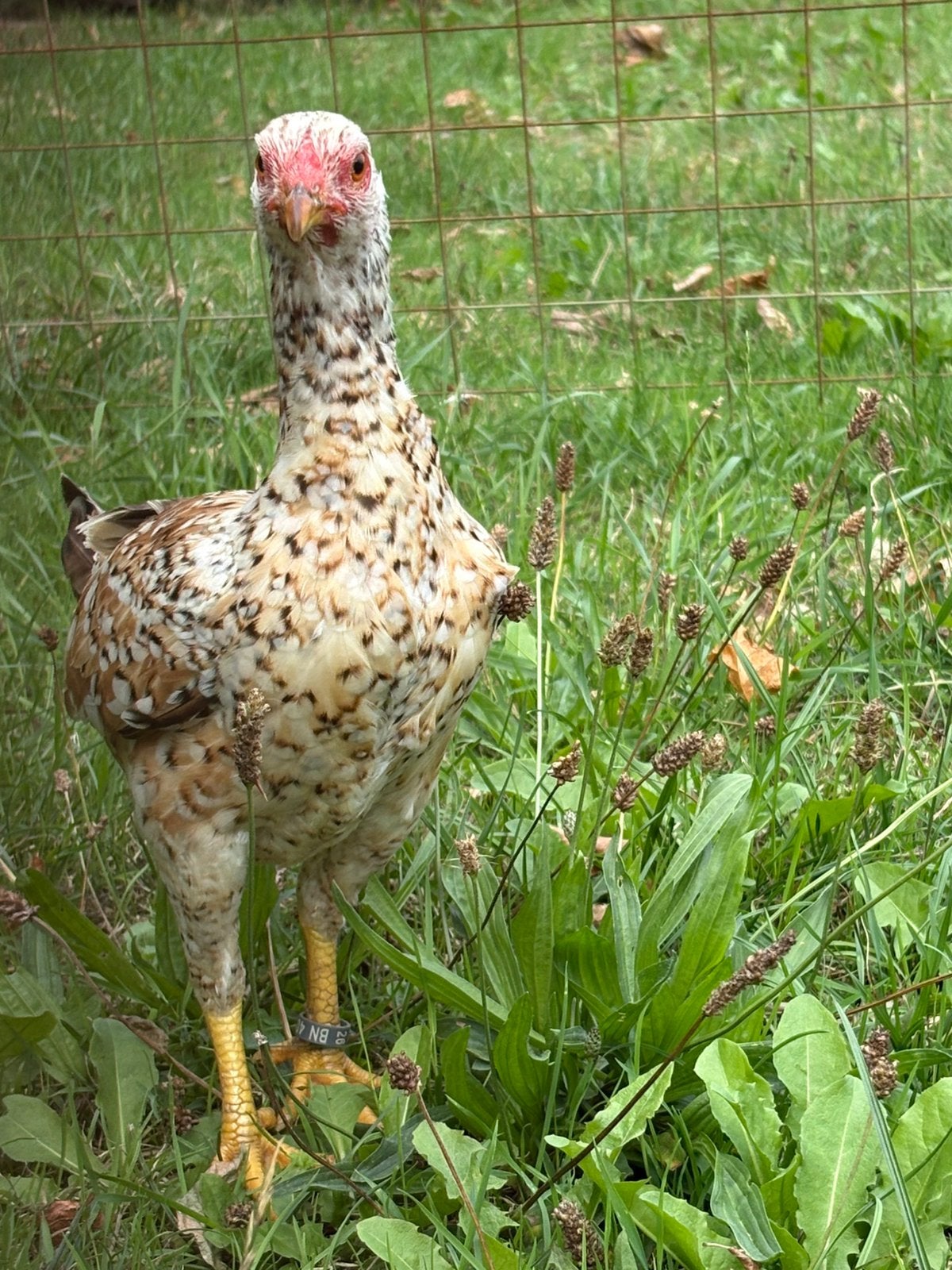 Aseel kriel hen, Vrouwelijk, Kip