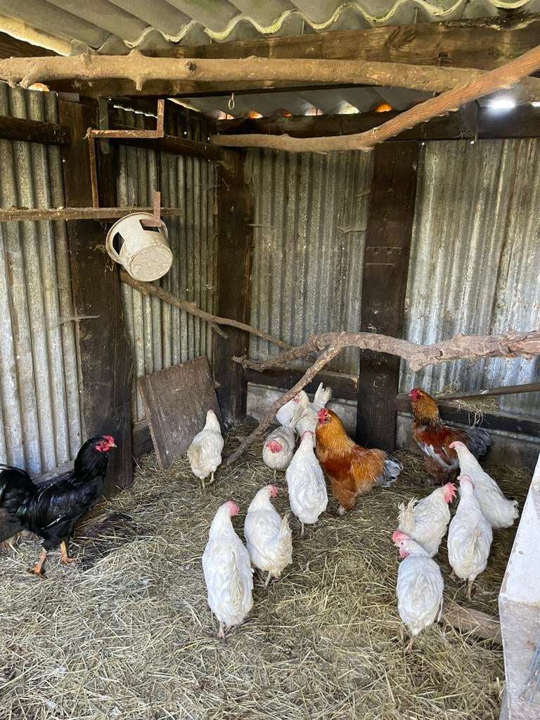 Poules pondeuses blanches et coqs, Enlèvement ou Envoi