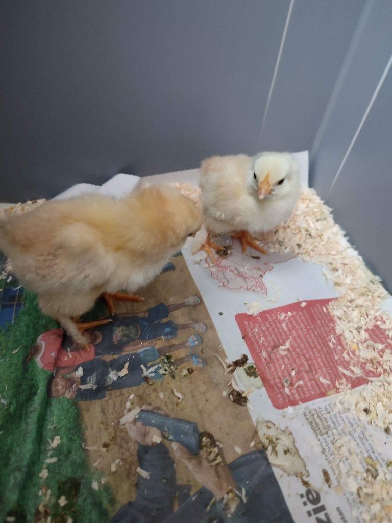 Kuikens te koop (kruising legkip en Cochin) prijs = 2 samen, Dieren en Toebehoren, Pluimvee, Geslacht onbekend, Kip