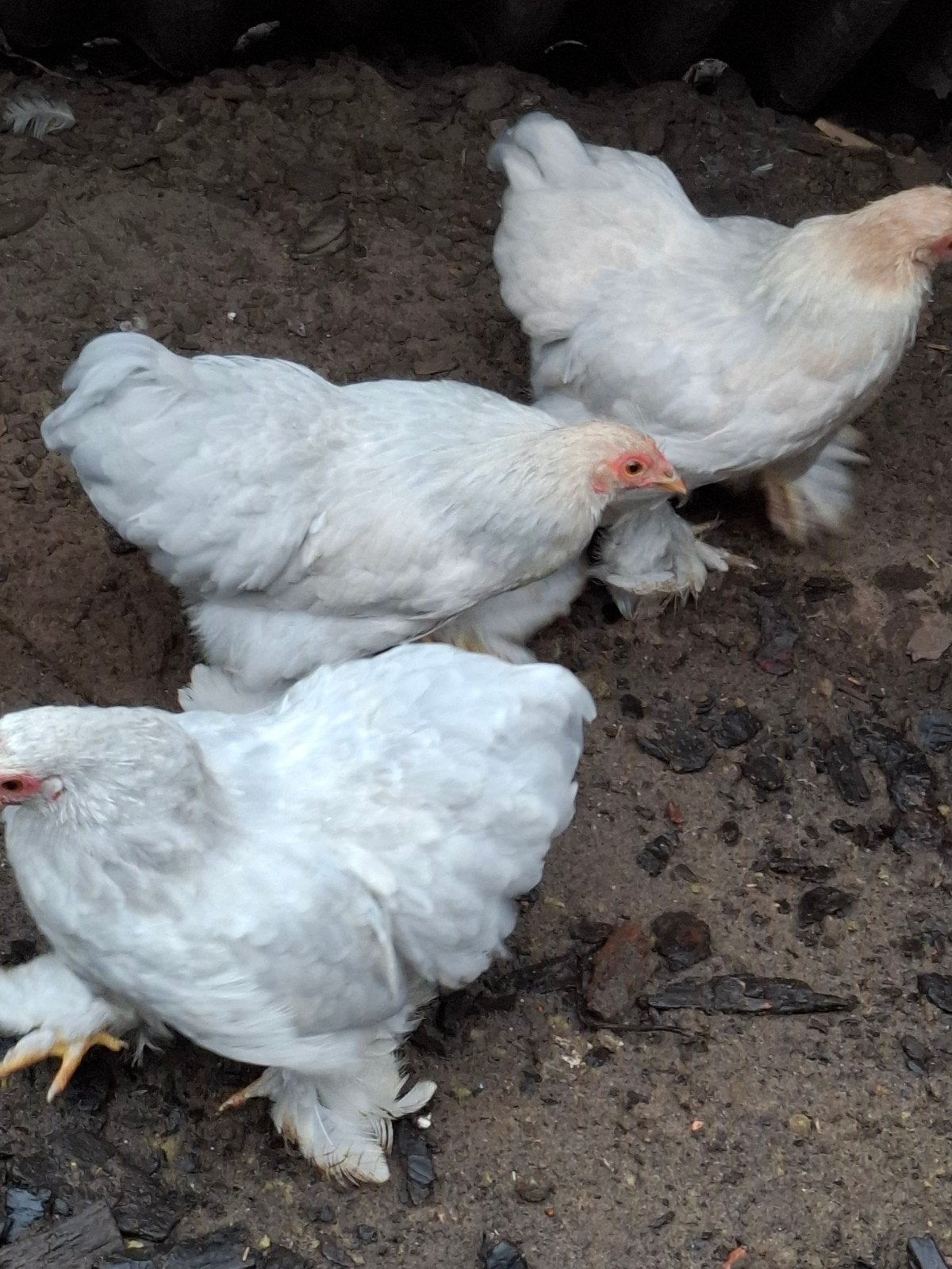 3 cochins, Dieren en Toebehoren, Vrouwelijk, Kip