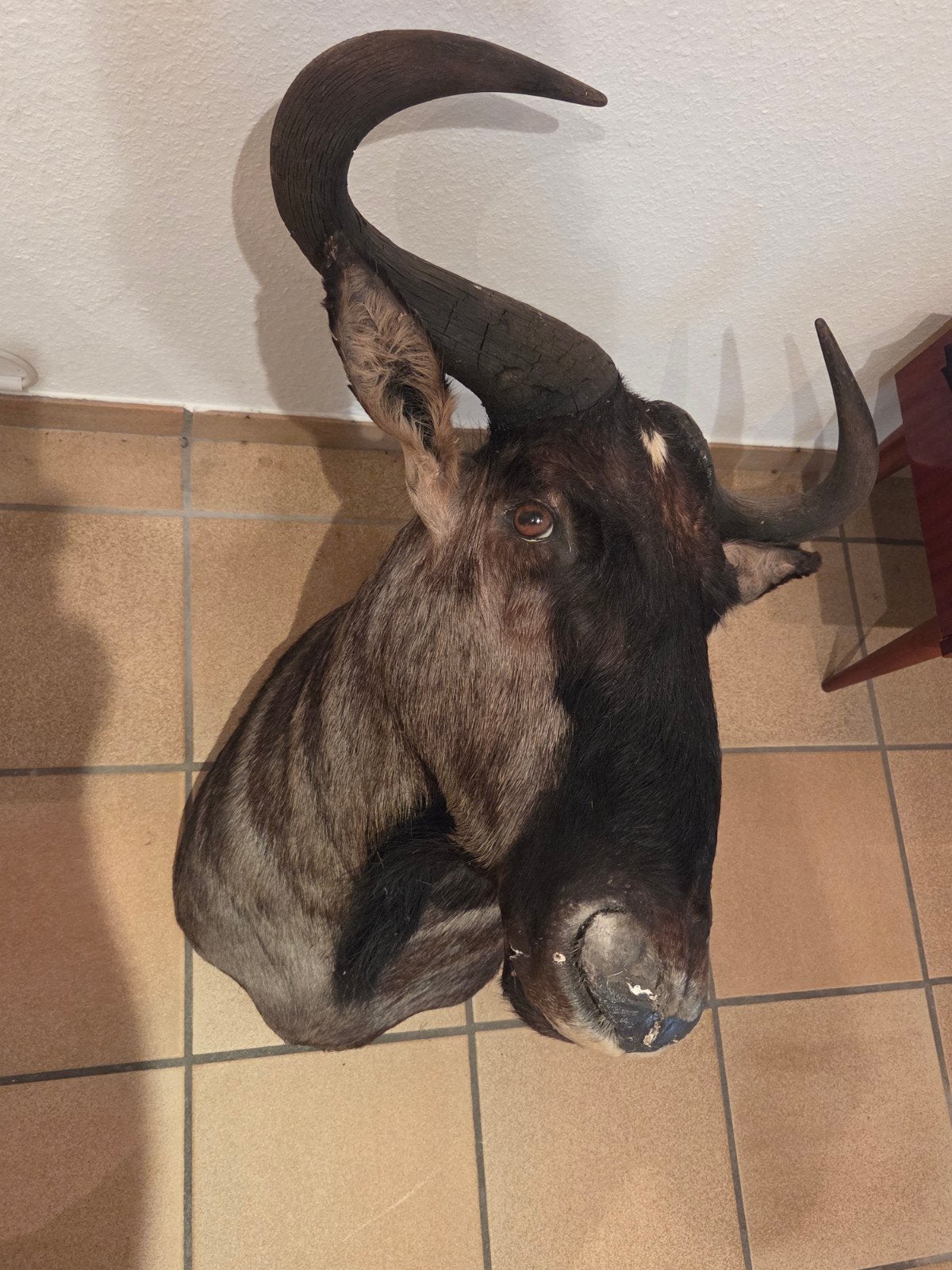 Le gnou, fidèle à la réalité, Collections, Collections Animaux, Enlèvement ou Envoi
