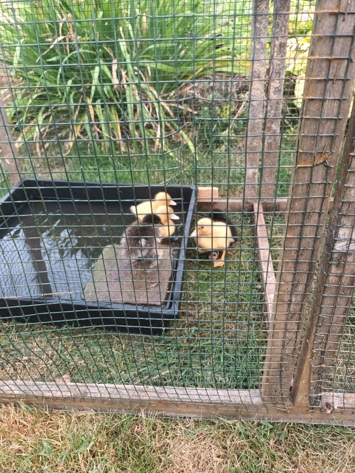 canards d'ornement, Animaux & Accessoires, Mâle, Canard