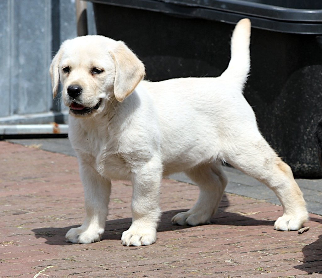 particulier mooie labrador pup teefje, Particulier, Chienne, Belgique, 8 à 15 semaines