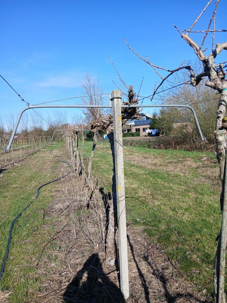 Kiwi pergola systeem, Tuin en Terras, Ophalen