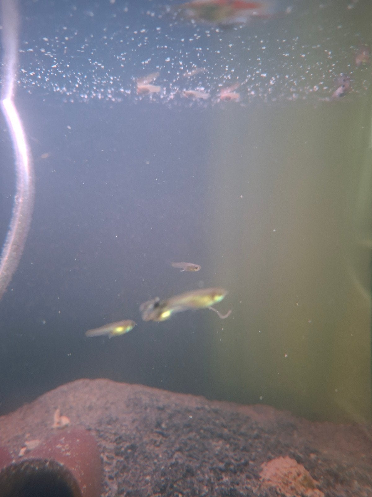 Baby endler guppy's, Dieren en Toebehoren