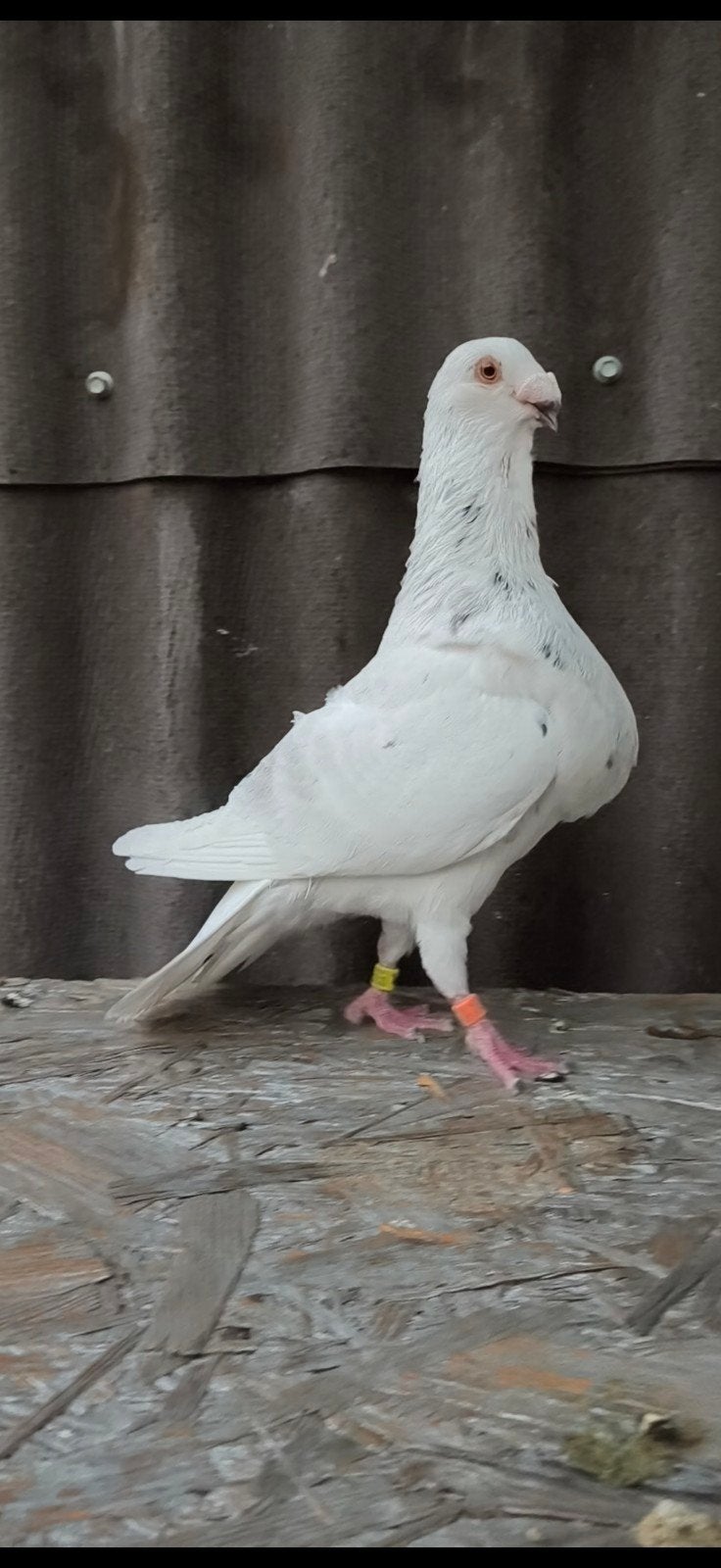 pigeons jiennenses, Mâle