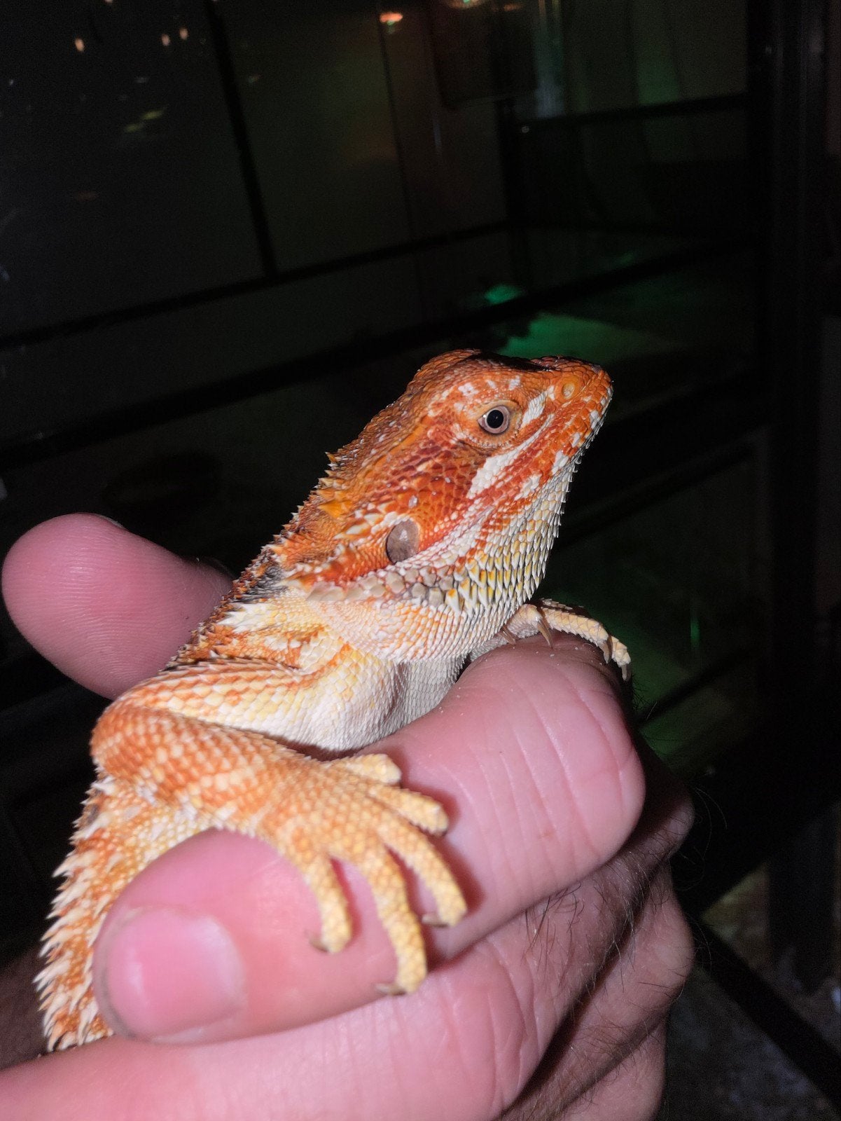 étourdissant  Dragon barbu monstre rouge à 50 %, Lézard, Domestique, 0 à 2 ans