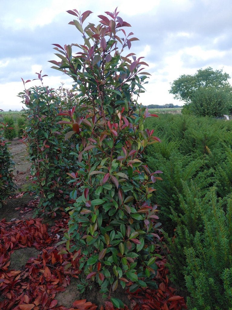 Photinia fraserii 'Red Robin' = glansmispel, Ophalen