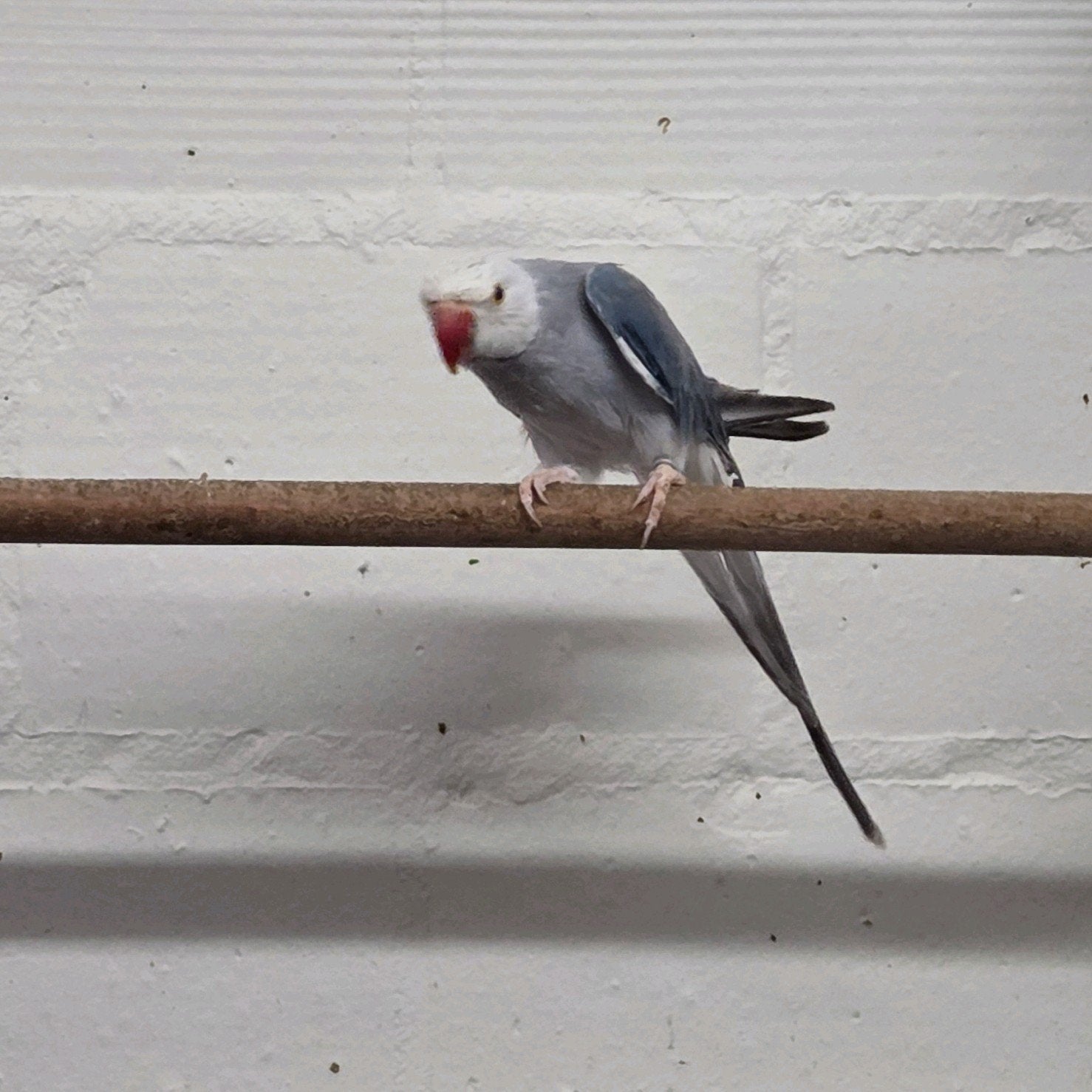 mannelijke halsband, Dieren en Toebehoren, Geringd