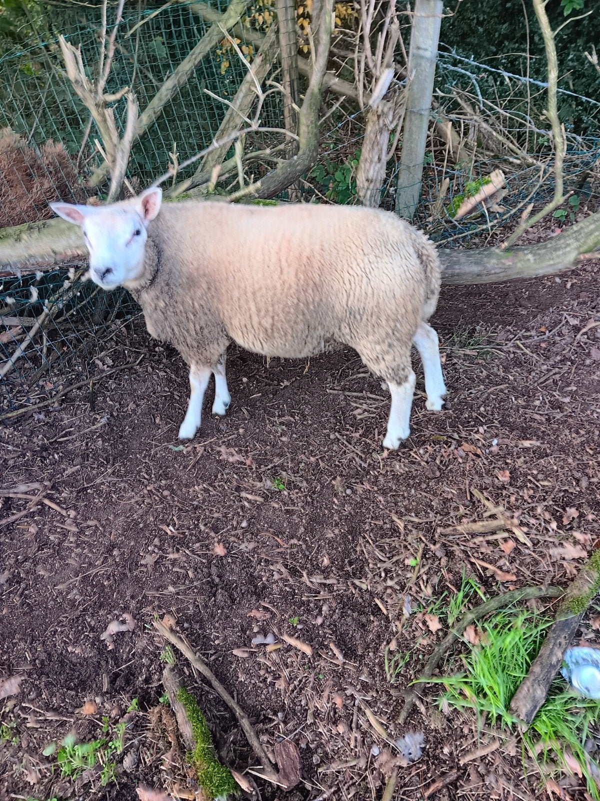 bok te koop, Mâle, Mouton, 0 à 2 ans