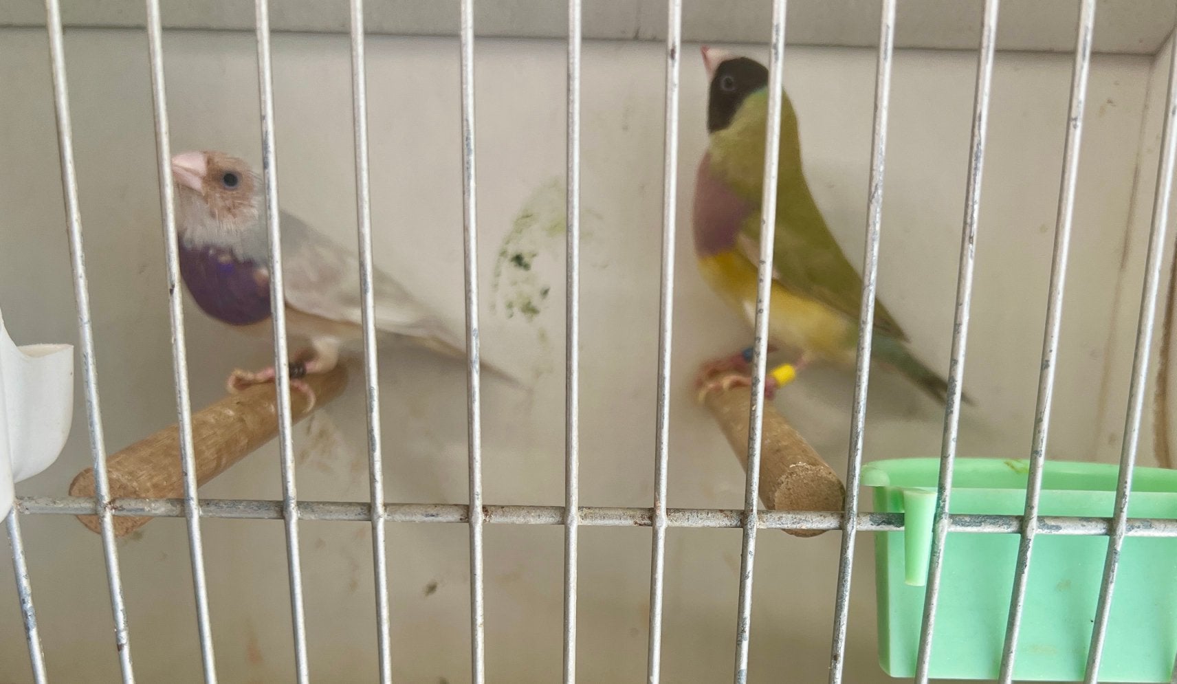 Goulds man en pop, Dieren en Toebehoren