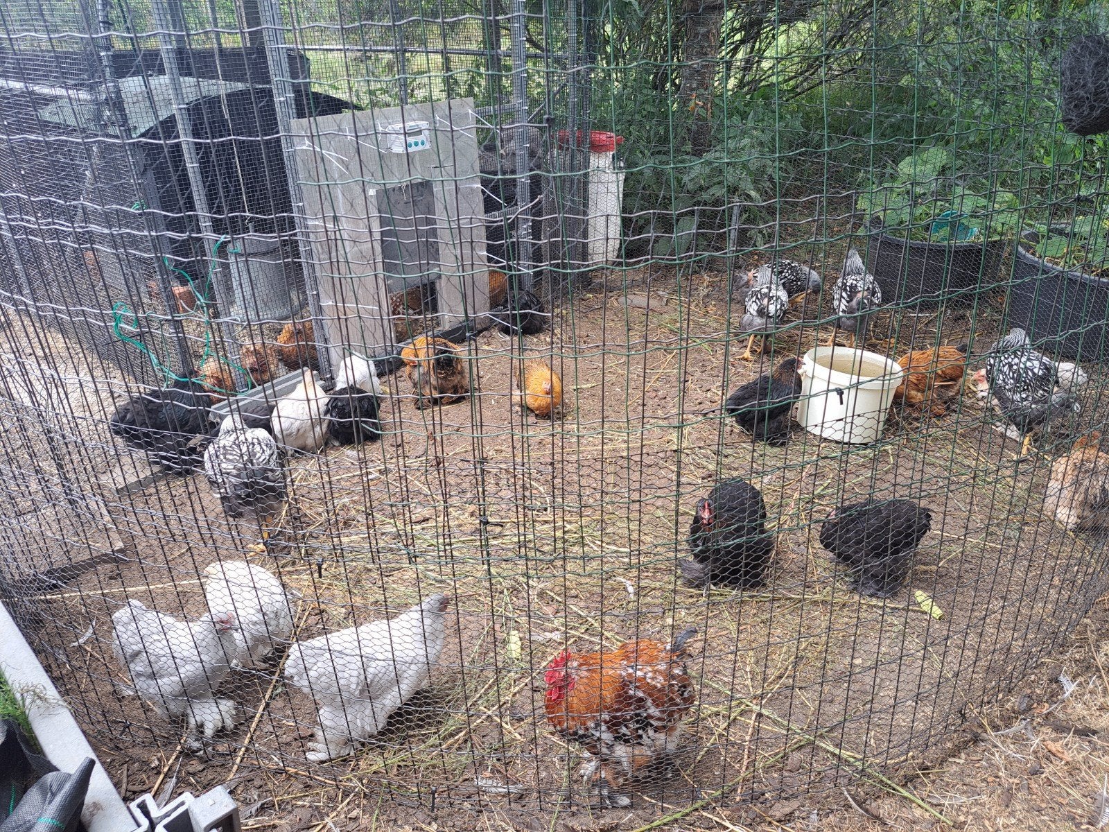 Cochin krielen, Dieren en Toebehoren
