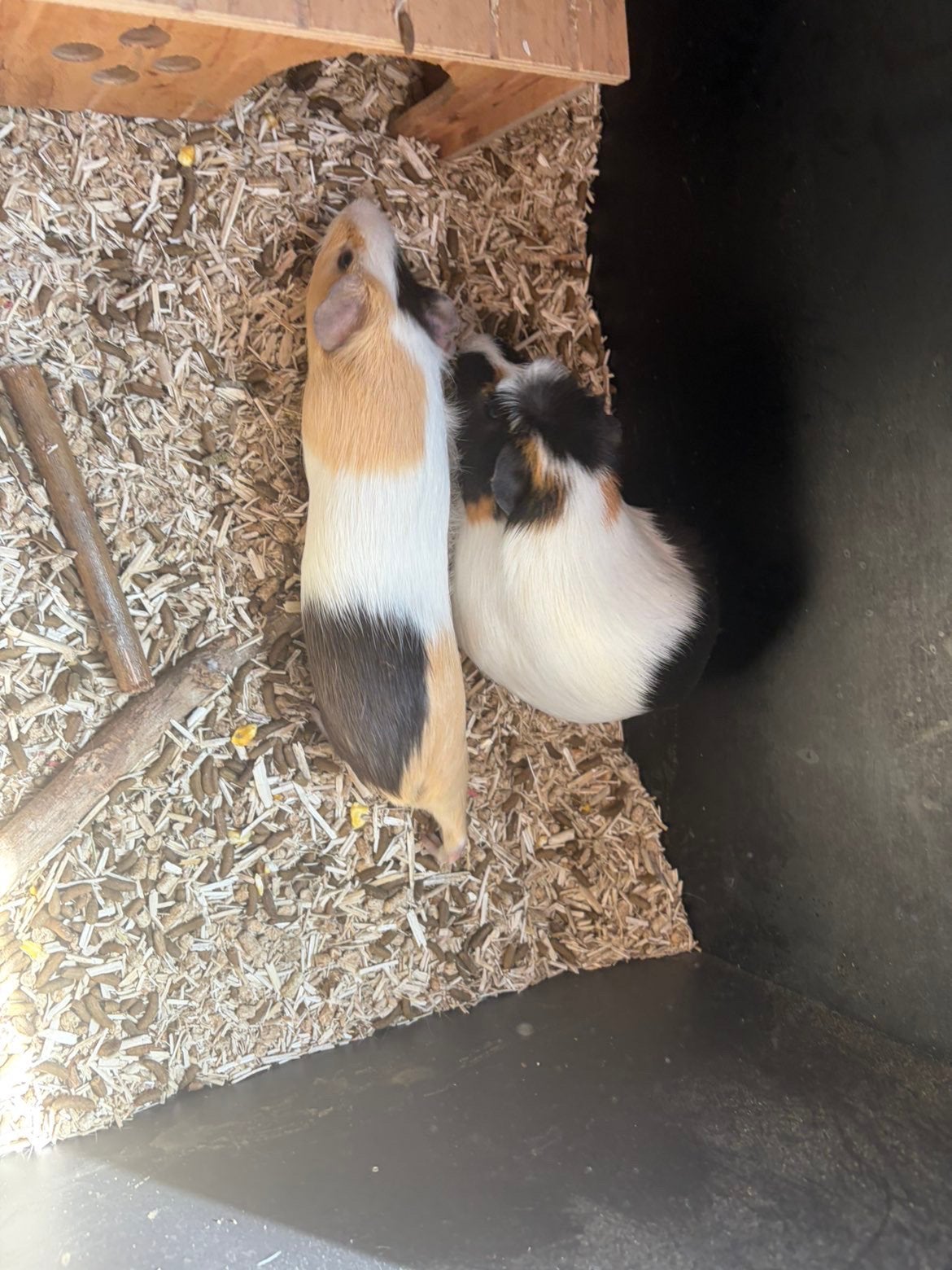 Cobaye mâles, Ophalen, Cavia