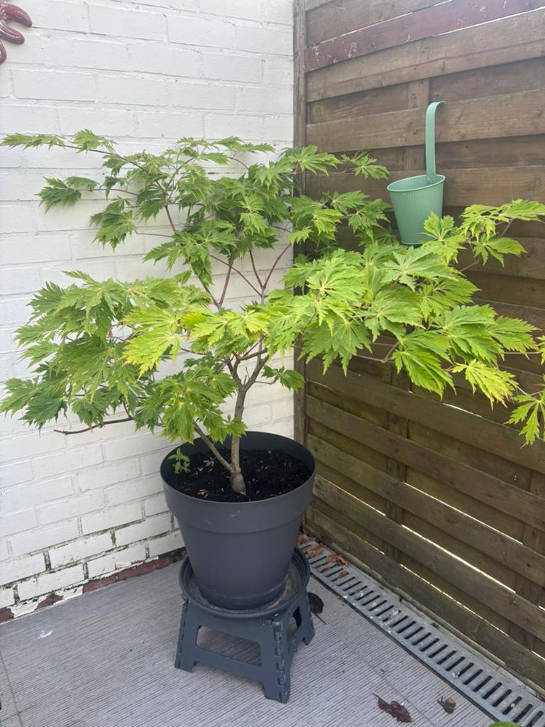 Grote japanse esdoorn ( gereserveerd), Ophalen