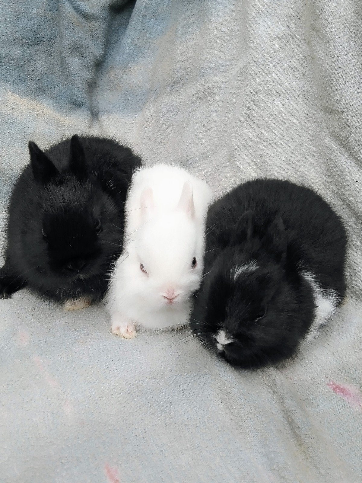 Dwergkonijntje 's, Dieren en Toebehoren, Konijnen, Klein