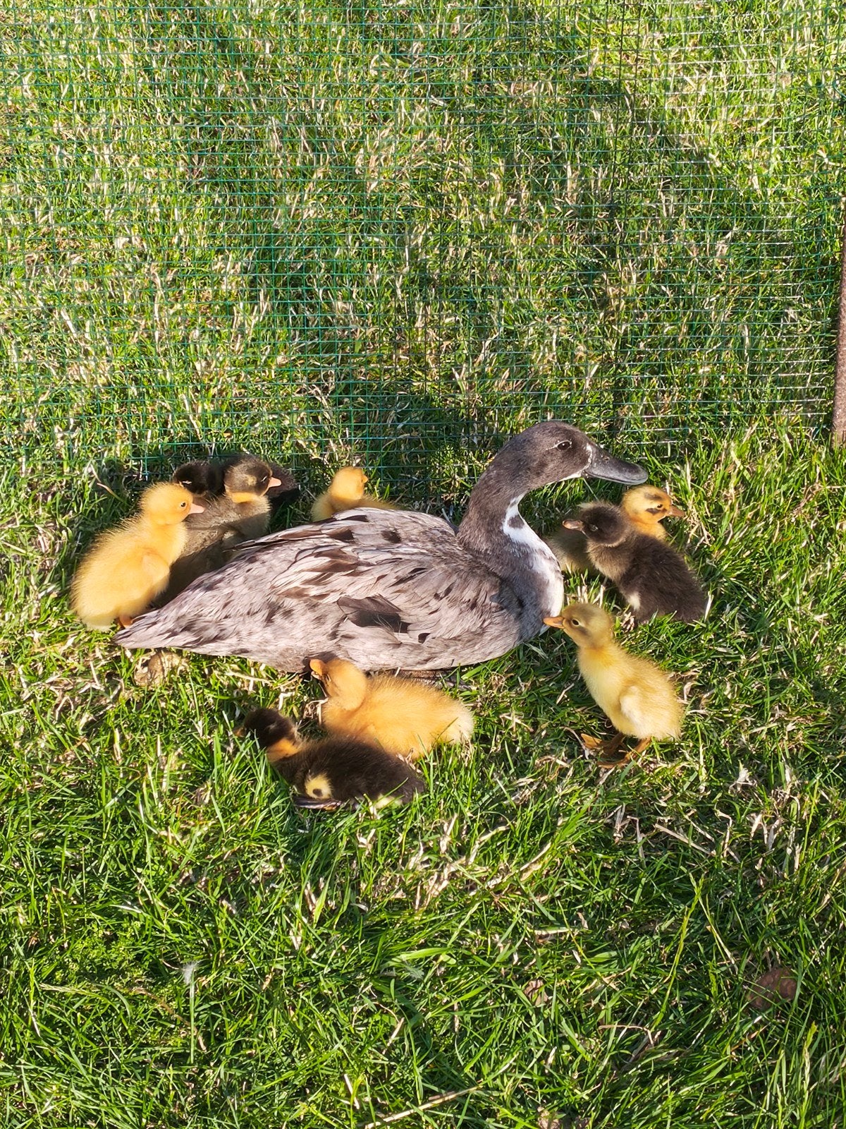 Indische loopeend kuikentjes