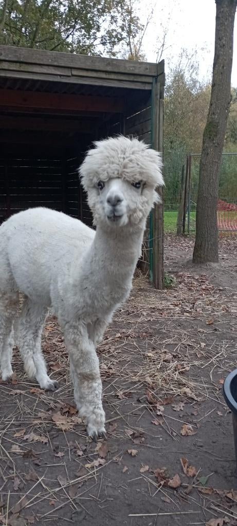 Alpaca hengst, Juni, Mannelijk