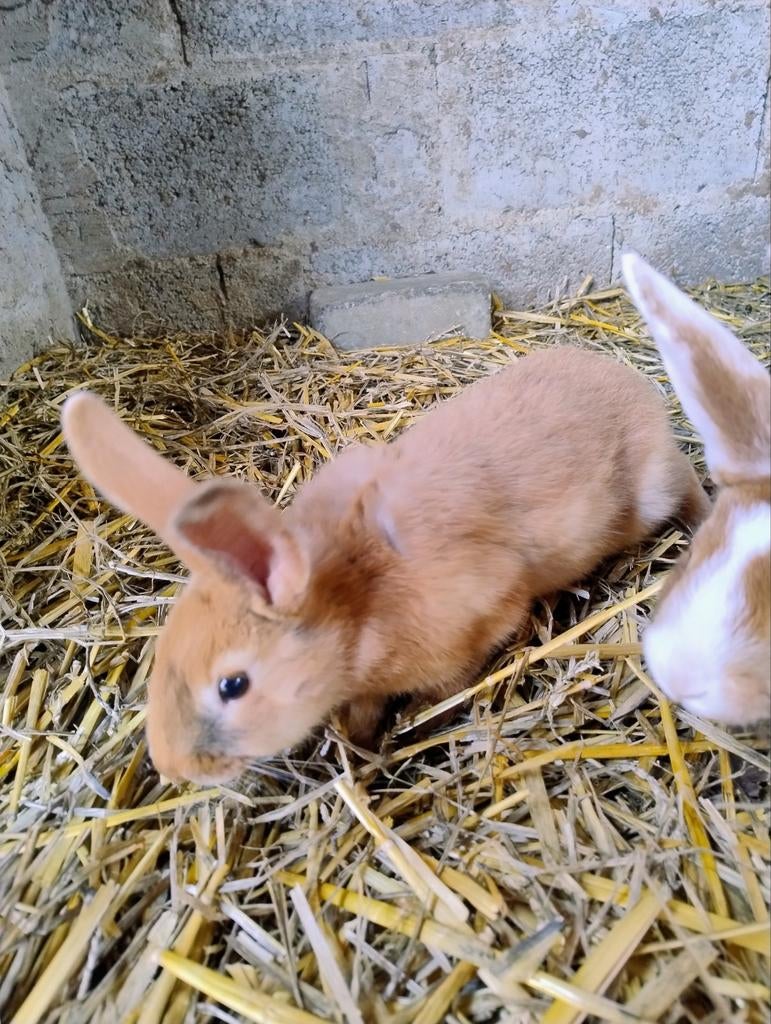 Jeunes lapins, Animaux & Accessoires, Lapins