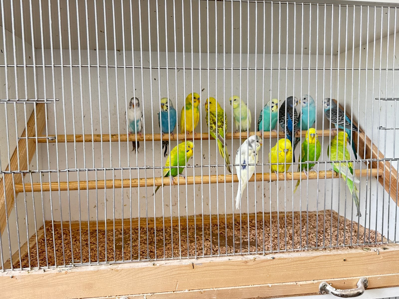 Parkiet te koop, Dieren en Toebehoren, Vogels | Parkieten en Papegaaien, Parkiet