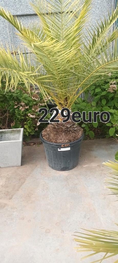 ‼️Phoenix canariensis aan promoprijzen ‼️, Tuin en Terras, Ophalen