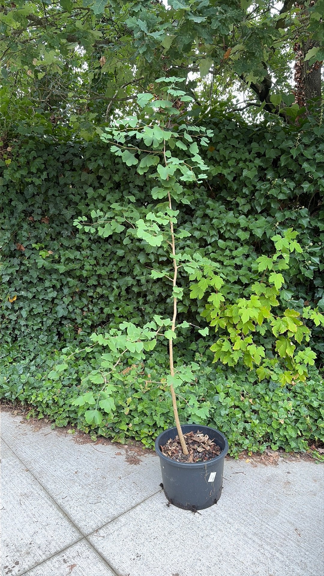 Ginkgo Biloba, japanse notenboom (180 cm), Tuin en Terras, Planten | Bomen, Ophalen