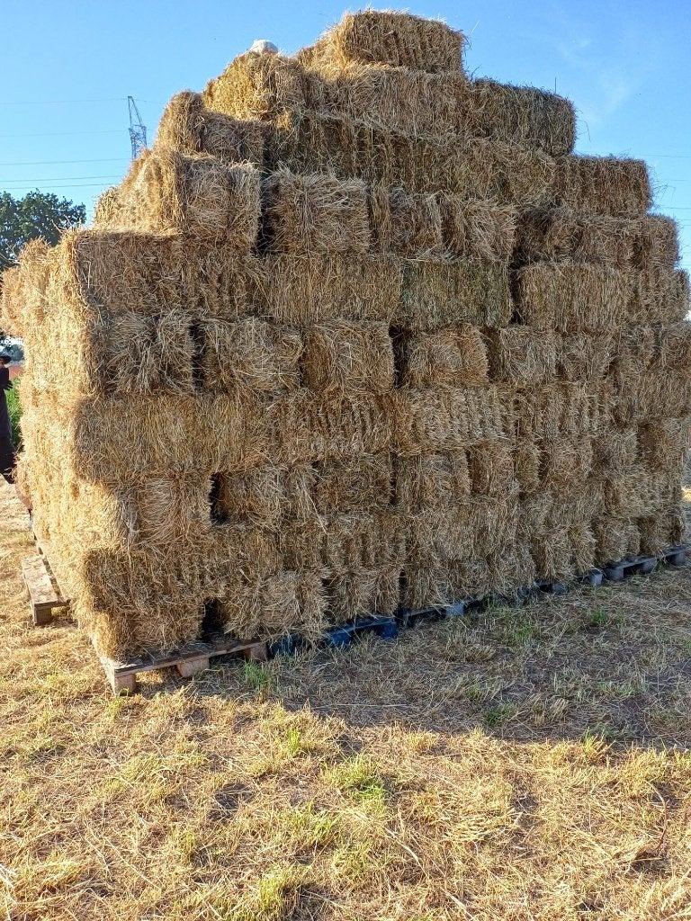 Hooi te koop (kleine balen) 3 euro