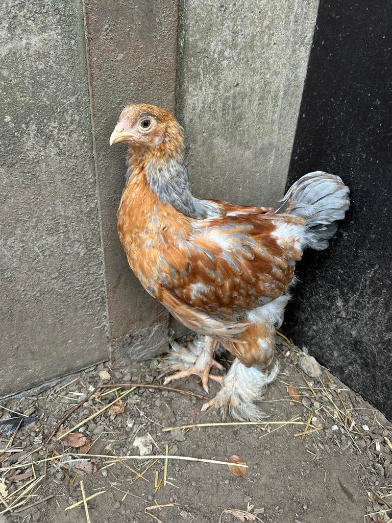 Jeunes coqs Brahma à vendre tt, Mâle, Poule ou poulet