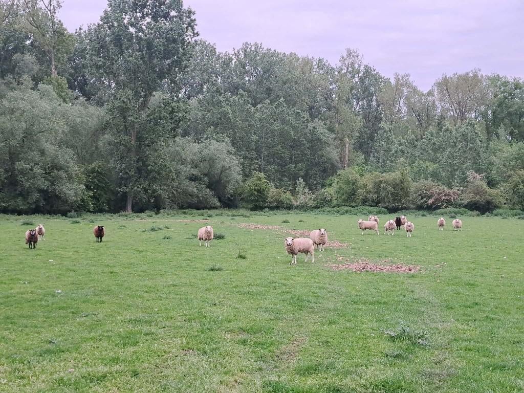 ooien te koop, Juin, Femelle