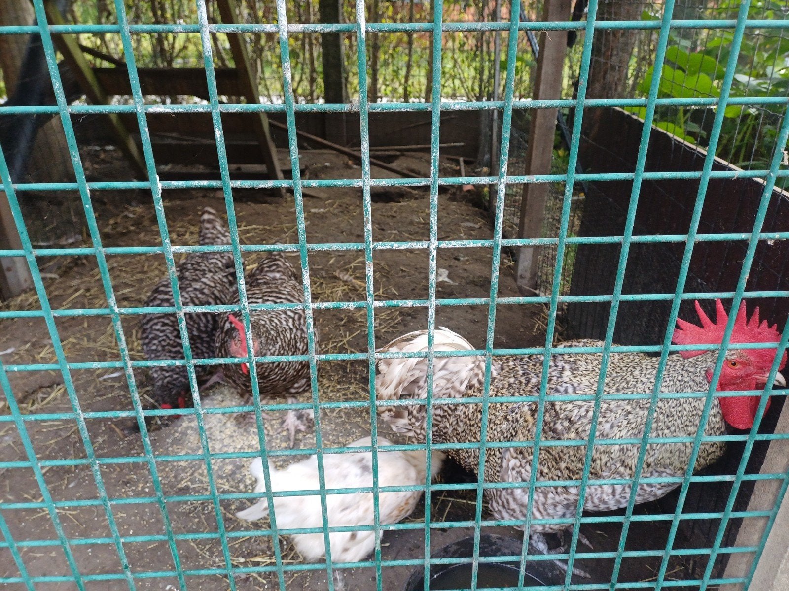 trio mechelse koekoeken, Dieren en Toebehoren, Pluimvee