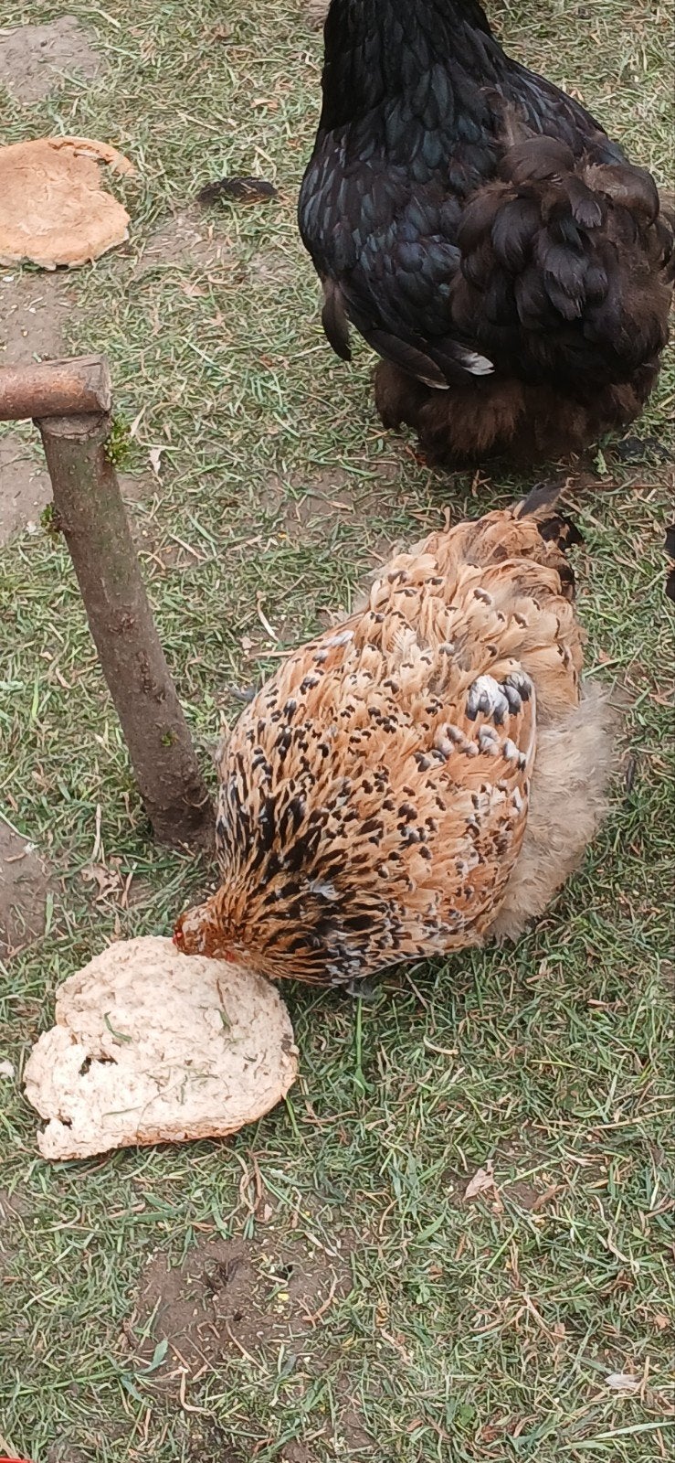 3 cochin groothoender hennen, Dieren en Toebehoren, Vrouwelijk, Kip