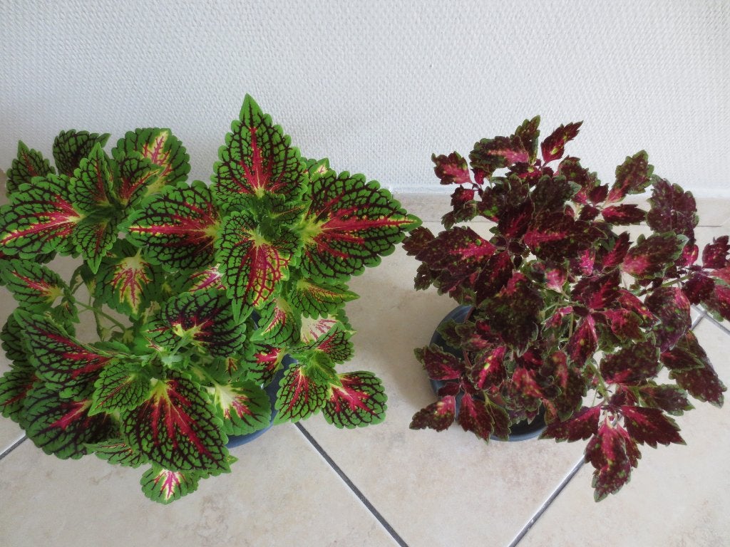 Set van 2 siernetels (Coleus), Enlèvement