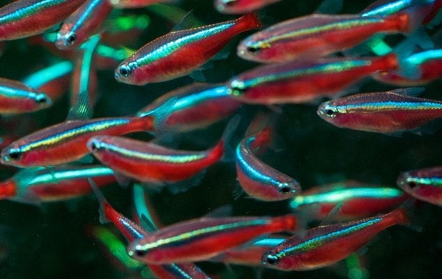 Kardinaaltetra  PARACHEIRODON AXELRODI, Vis, Zoetwatervis, Schoolvis