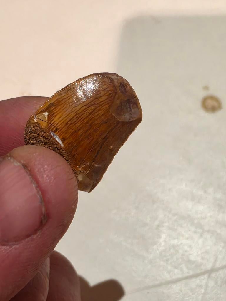 Petite dent de Carcharodontosaure du Maroc 2,2 cm, Enlèvement ou Envoi, Fossile