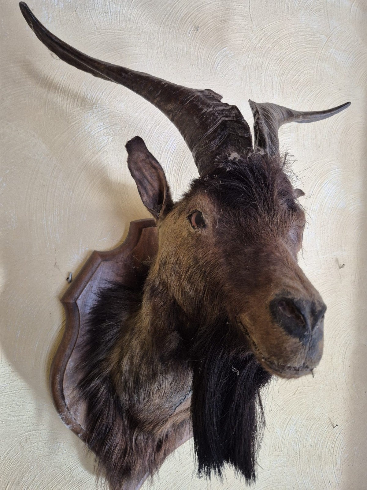 Taxidermie vintage grande tête de bouc, Verzamelen, Ophalen