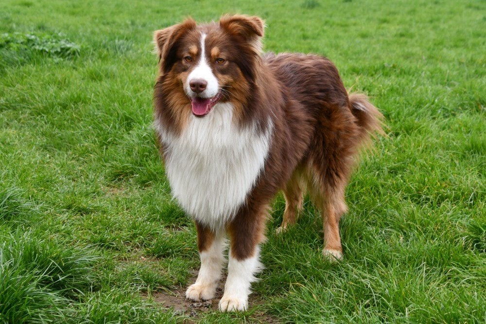 Australische Herder dekreuen