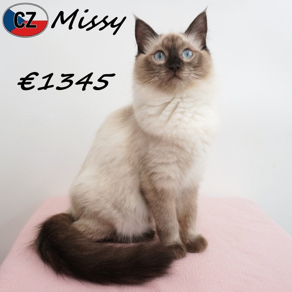 Ragdoll kattinnetjes te koop (prachtige blauwe ogen), Poes, Gechipt, 0 tot 2 jaar