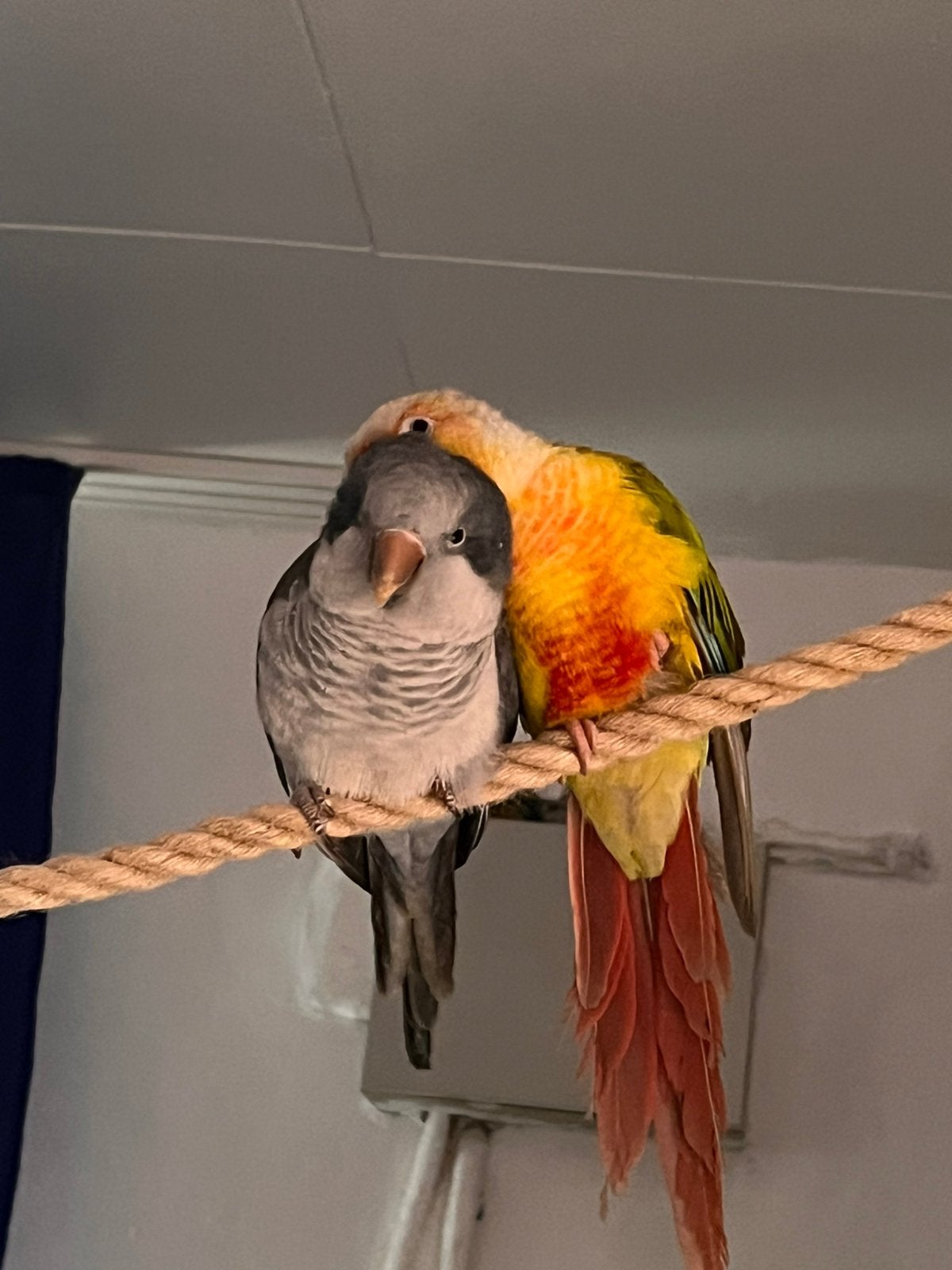 Conures, Animaux & Accessoires, Oiseaux | Accessoires, Utilisé, Autres types, Enlèvement